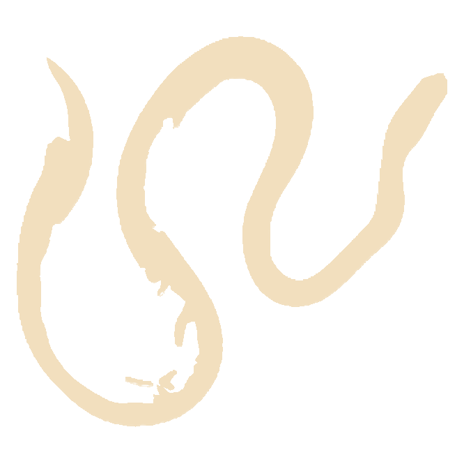 Heibi Matcha Logo